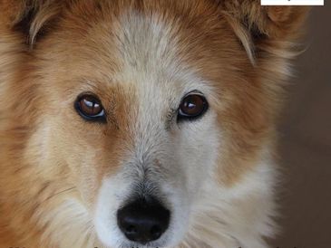 Pet Friendly ppl at Colonel's Highland Retreat Hotel near Barot in Himachal Pradesh, India