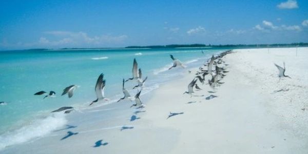 Beach at Marco Island with birds