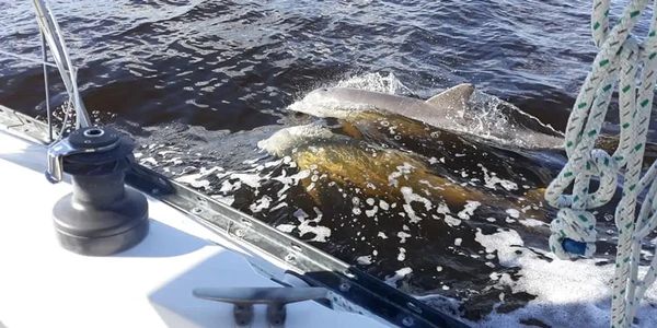 Dolphin playing alongside sailboat in Charlotte Harbor on a Day Sail with Florida Sailboat Charter