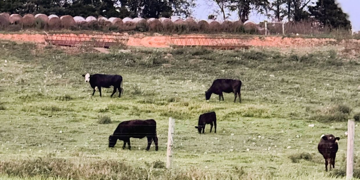 Back Creek Beef Located in Hedgesville, WV