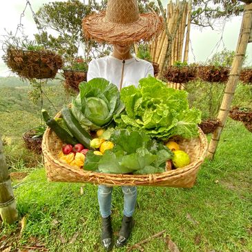 variedad de alimentos organicos