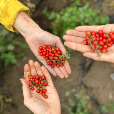 Tomates perla de nuestra huerta