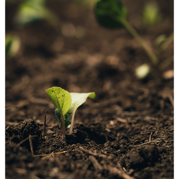 Tomates perla de nuestra huerta