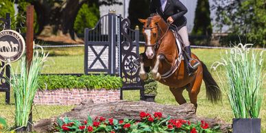 Pippin is a 2018 medium pony standing 13.1 1/2 hh. He has experience in the jumper and hunter ring a