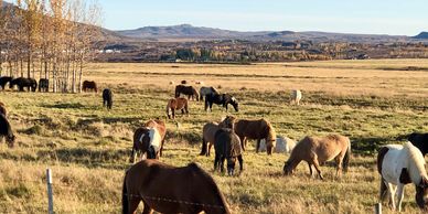 20 plus Icelandic horses grazing