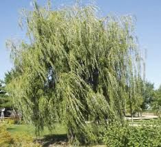 Weeping Willow Prairie Cascade Tree