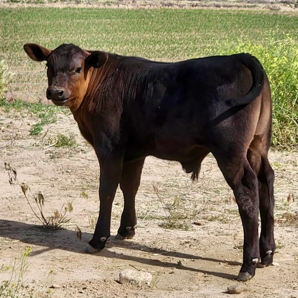 A young black and brown calf stands on dry soil looking back.