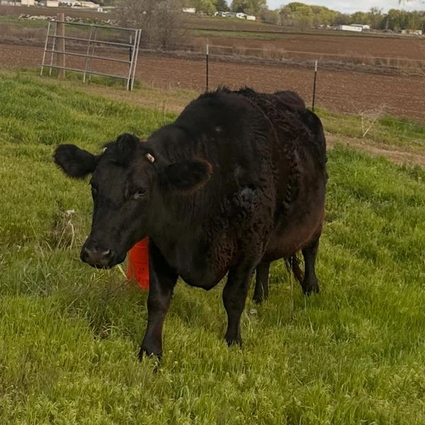 A black cow standing in a grassy field with farmland in the background.