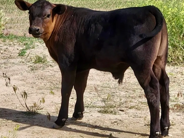 A young black and brown calf standing outdoors on a dirt patch.