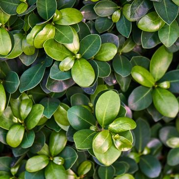 boxwood globe, boxwood globes, evergreen, topiary, shrub, plant, bush, modern, English garden, clean