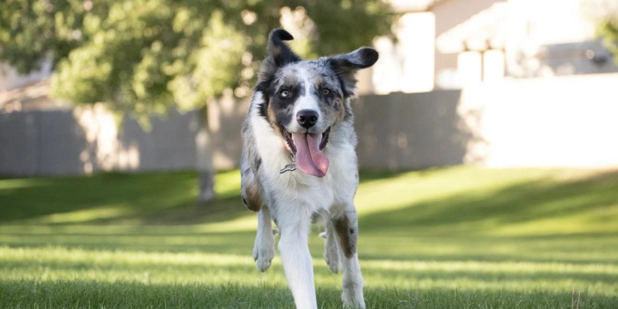 Happy dog running on green grass with tongue out.