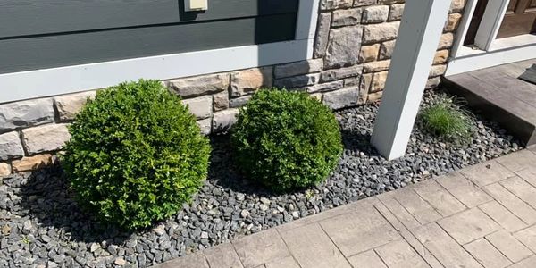 Two round green bushes planted beside a stone wall and paved walkway.