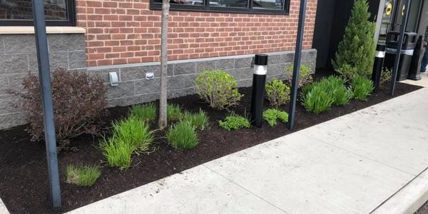 A neatly mulched garden bed with various green plants and bushes along a brick building.