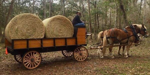 Belgian draft horse team pulling a wooden wagon loaded with round hay bales through a wooded Central