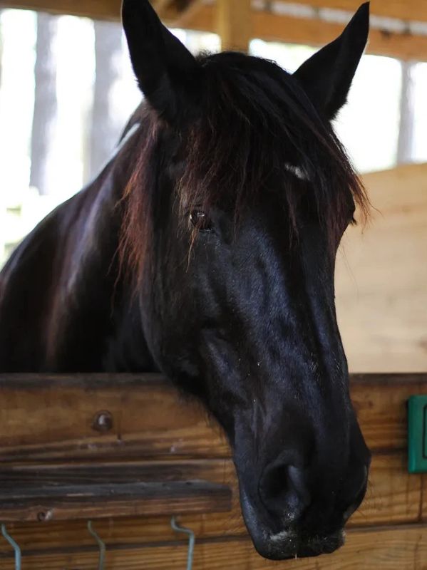 Abby, a black Spotted Draft Horse, looking over her stall door at Collins Cattle & Grove
