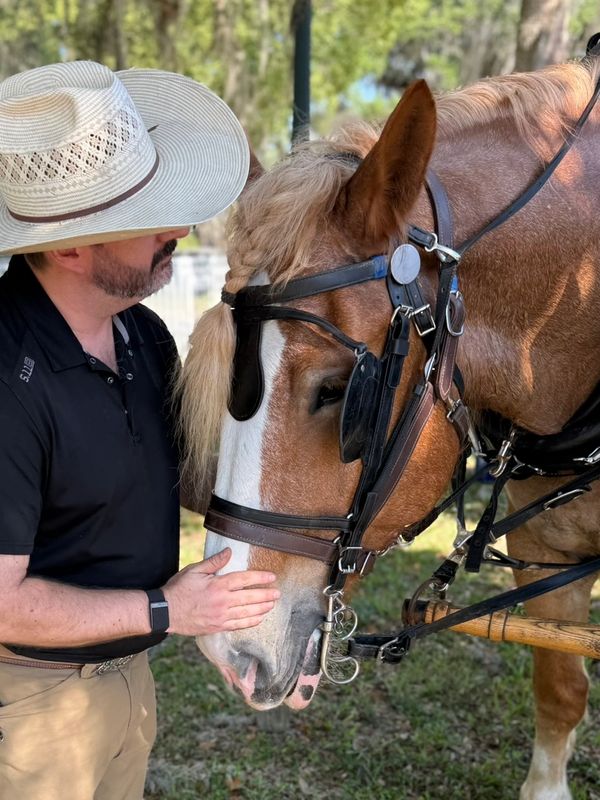 Charles greeting Bull while the young draft horse remains harnessed after the FAMU parade