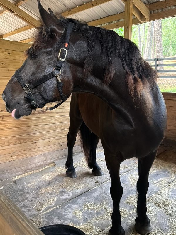 Clark, a black Percheron and Quarter Horse cross, standing inside the ranch barn