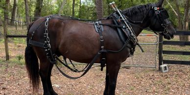 Clark standing fully harnessed and ready to help teach a carriage driving lesson.
