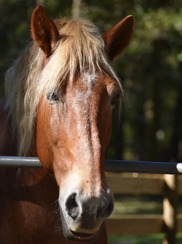 Doug, a Belgian draft horse with a flaxen mane, standing near the ranch pasture