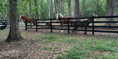 The Collins draft horse herd grazing in the pasture beside the farmhouse.
