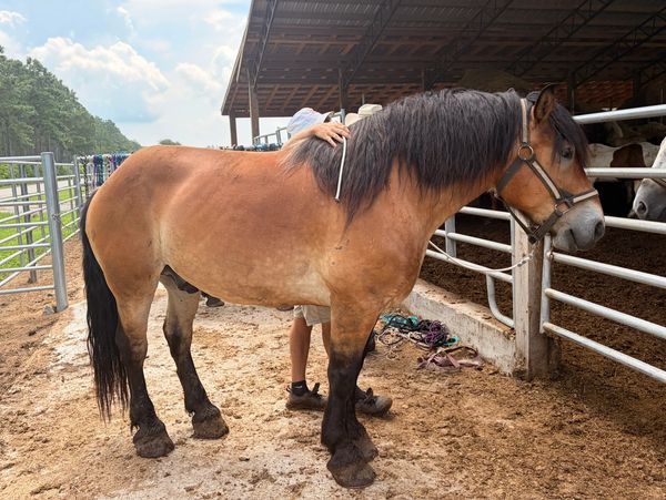 Duke, a Belgian draft horse, being measured beside the barn after arriving at Collins Cattle & Grove