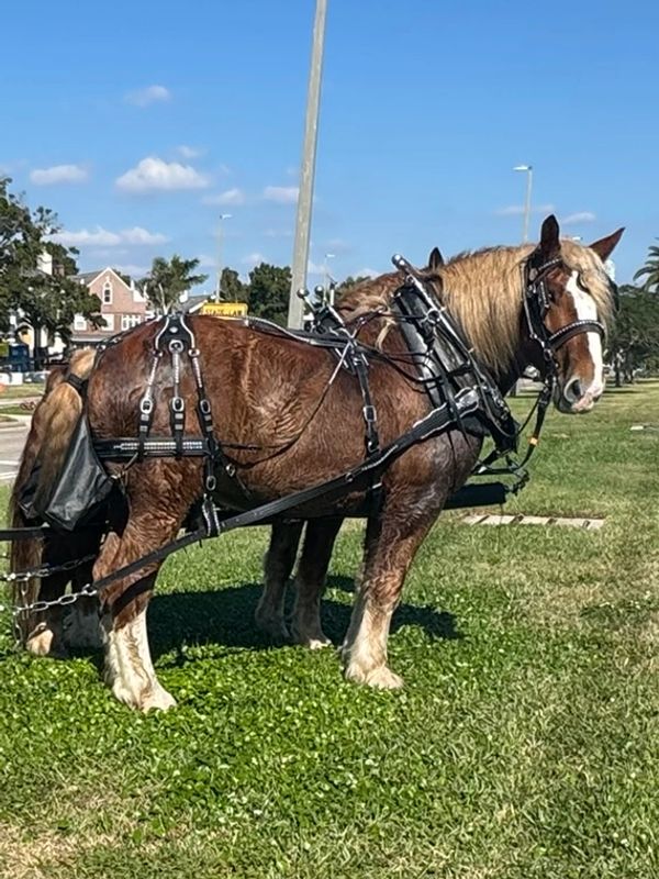 Ruger and his draft horse partner standing harnessed for a carriage ride in Tampa