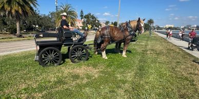 Ed with Ruger and Prince beside Bayshore Boulevard during a Tampa carriage drive.