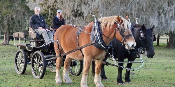 Belgian draft horses harnessed to a black carriage beneath moss-covered oak trees in Central Florida