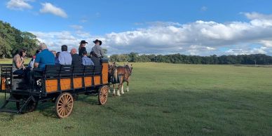 People riding a horse-drawn wagon in a green field.