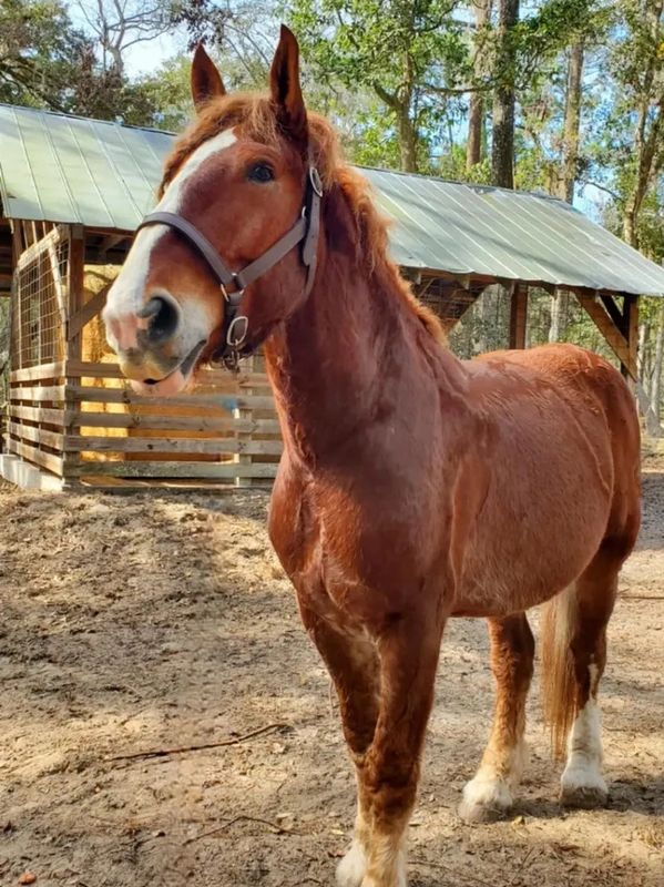 Prince, a large Belgian draft horse, standing near the barn at Collins Cattle & Grove