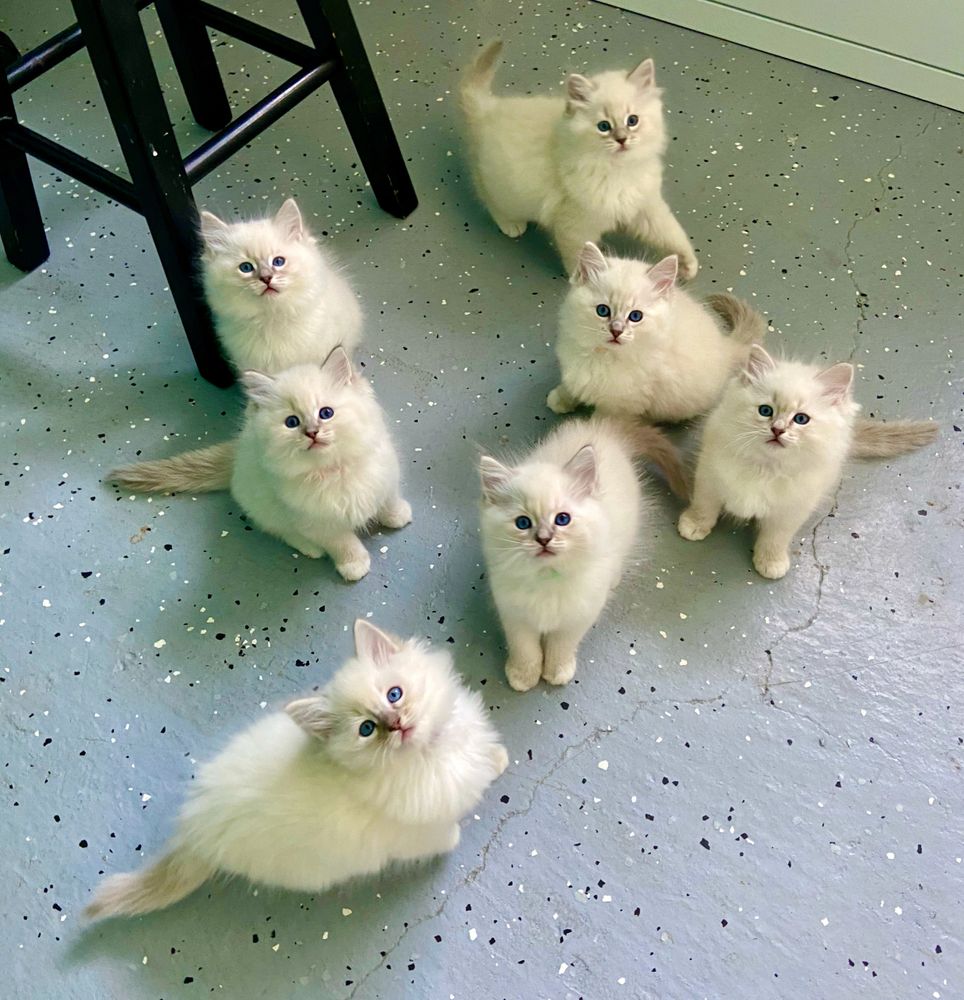 Ragdoll persian deals kittens for sale