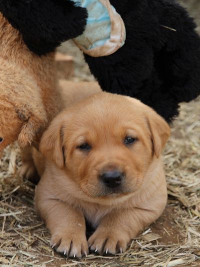 Adorable golden puppy resting on straw.