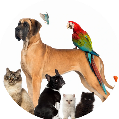 A Great Dane surrounded by cats and birds, including a parrot on its back.