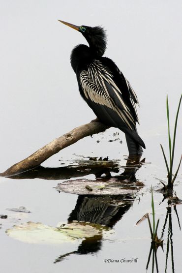 Anhinga reflections