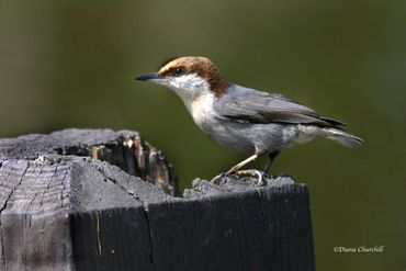 Brown-headed Nuthatch