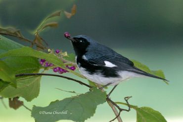 Black-throated blue Warbler with Beauty Berry
