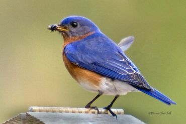 Bluebird with Bug