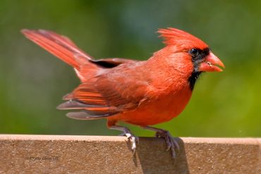 Northern Cardinal, male on feeder