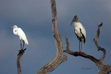 Great Egret and Wood Stork