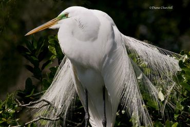 Great Egret 