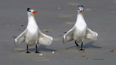 Royal Tern Gavotte