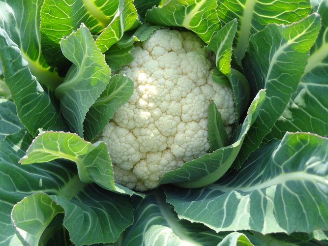 Fresh cauliflower surrounded by green leaves.
