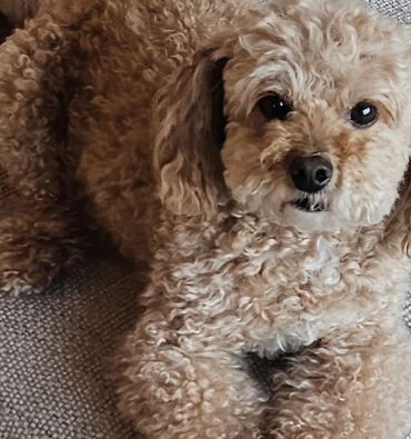 Curly-haired dog resting on a textured cushion indoors.