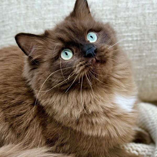 Seal sepia Ragdoll cat with aqua eyes