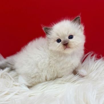 chocolate ragdoll kitten for sale in minnesota