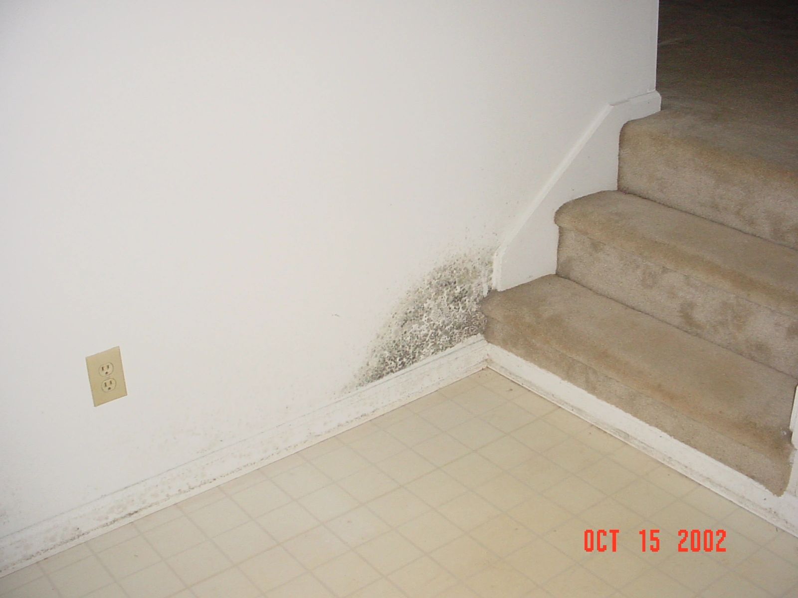 Black Mold.jpg