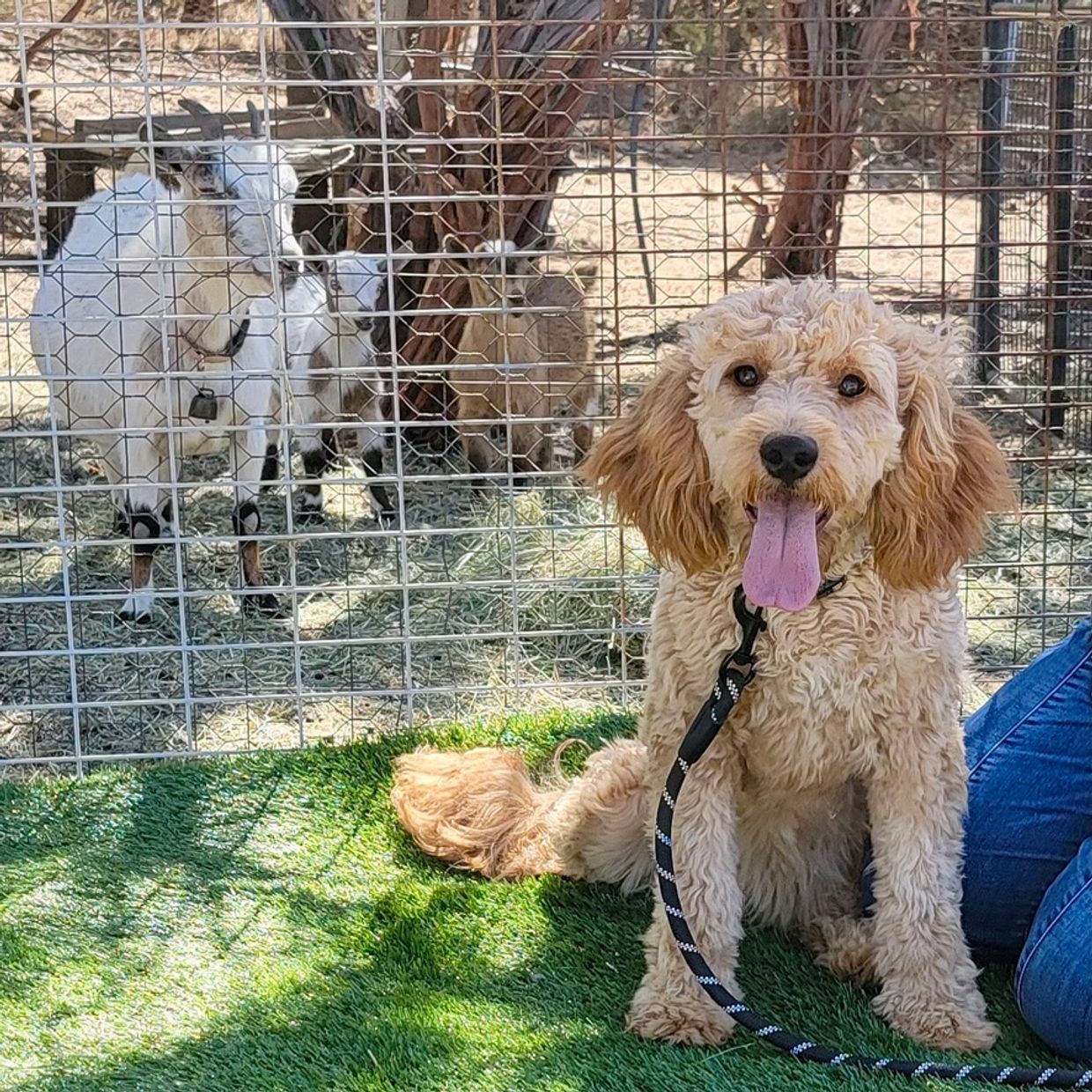 Goldendoodle, apricot goldendoodle, doodles