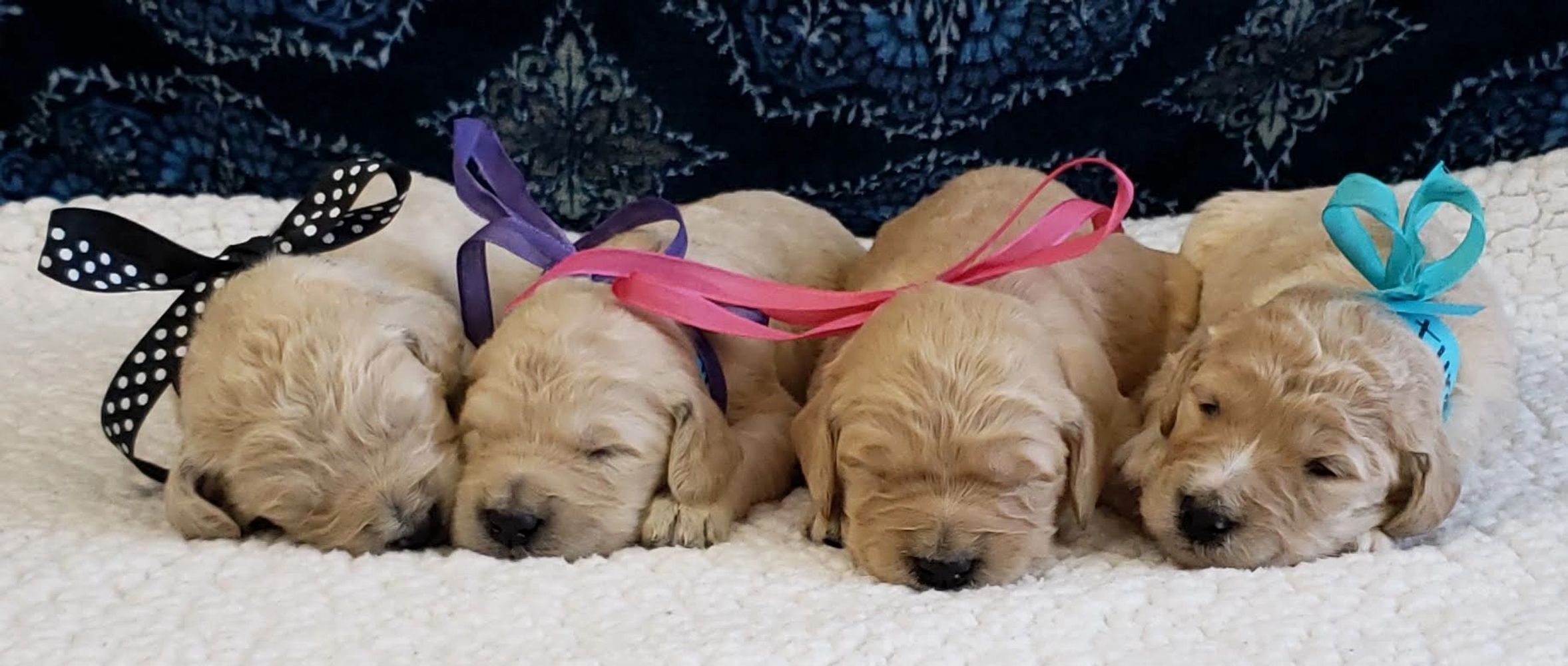 Oodles O Doodles Goldendoodle Puppies Labradoodle Puppies