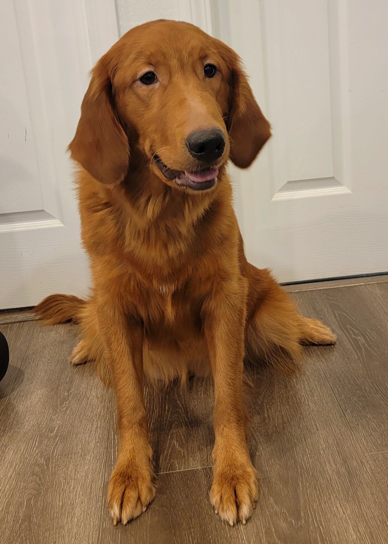 Golden retriever sitting on wooden floor indoors.