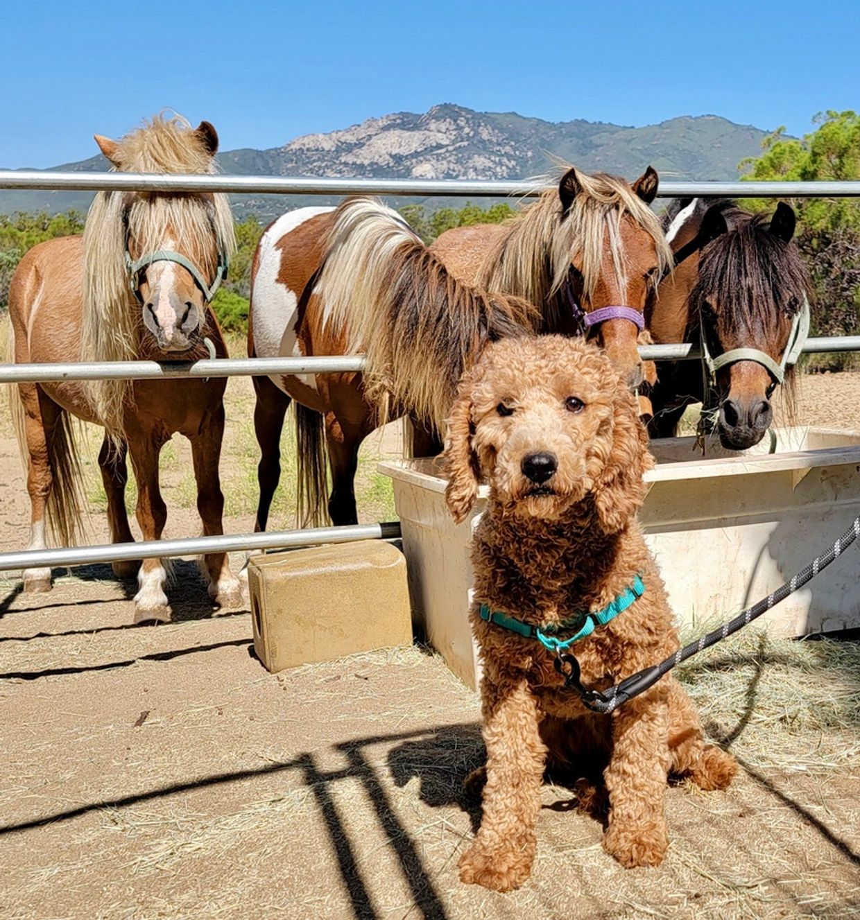 Goldendoodle, red goldendoodle, doodles